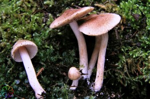 Inocybe godeyi.jpg_product